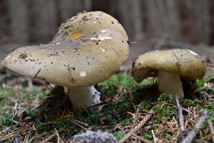 Klikni pro velký obrázek