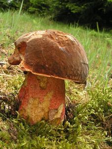 Klikni pro velký obrázek