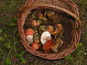 Klikni pro velký obrázek