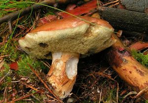 Klikni pro velký obrázek