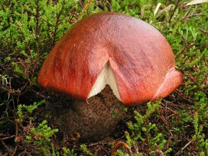 Klikni pro velký obrázek