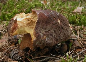 Klikni pro velký obrázek