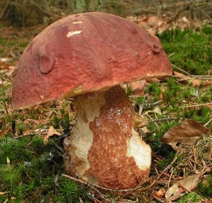 Klikni pro velký obrázek