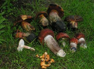 Klikni pro velký obrázek