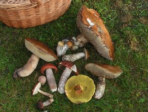 Klikni pro velký obrázek