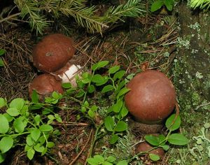 Klikni pro velký obrázek