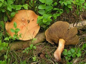 Klikni pro velký obrázek