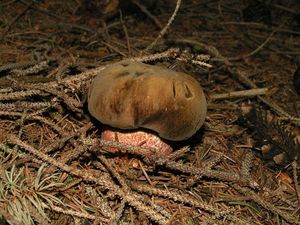 Klikni pro velký obrázek