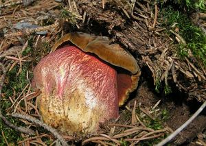 Klikni pro velký obrázek