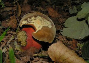 Klikni pro velký obrázek