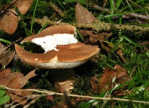 Klikni pro velký obrázek