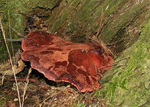 Klikni pro velký obrázek