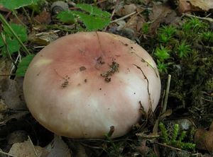 Klikni pro velký obrázek