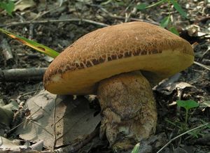 Klikni pro velký obrázek