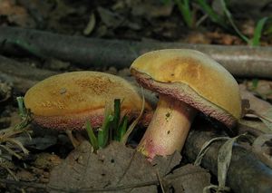 Klikni pro velký obrázek