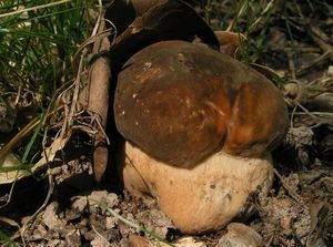 Klikni pro velký obrázek