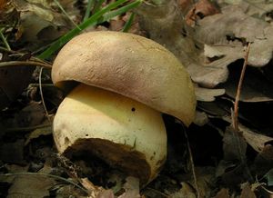 Klikni pro velký obrázek