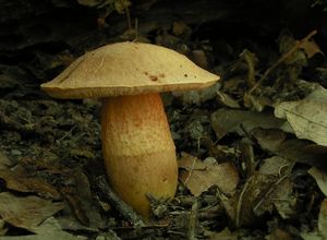 Klikni pro velký obrázek