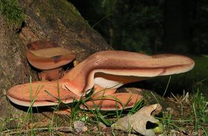 Klikni pro velký obrázek