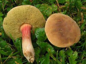 Klikni pro velký obrázek