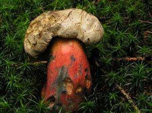 Klikni pro velký obrázek