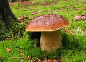 Hřib smrkový - Boletus edulis Bull. 1782