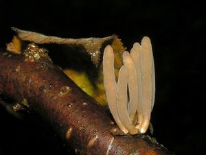 Klikni pro velký obrázek