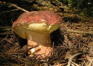 Klikni pro velký obrázek