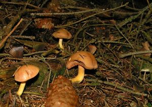 Klikni pro velký obrázek