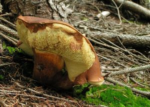 Klikni pro velký obrázek