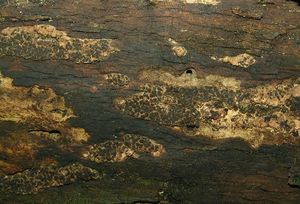 Dřevomor plazivý - Nemania serpens (Pers.) Gray 1821
