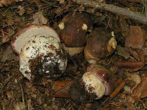 Klikni pro velký obrázek