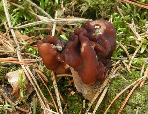 Klikni pro velký obrázek