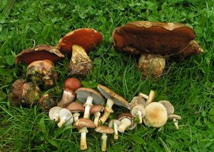 Klikni pro velký obrázek