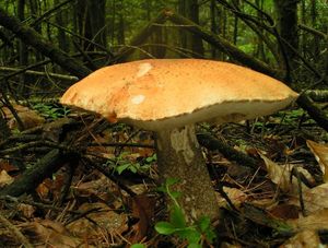 Klikni pro velký obrázek