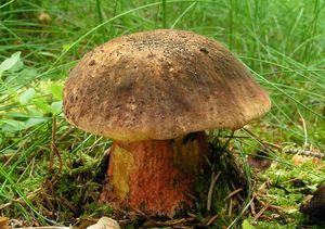 Klikni pro velký obrázek