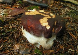 Klikni pro velký obrázek