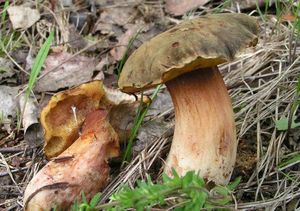 Klikni pro velký obrázek