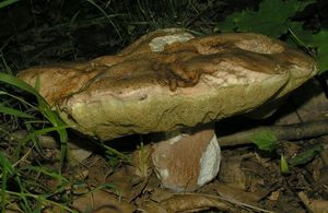 Klikni pro velký obrázek