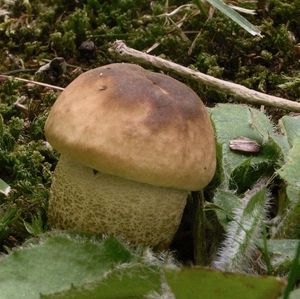 Klikni pro velký obrázek