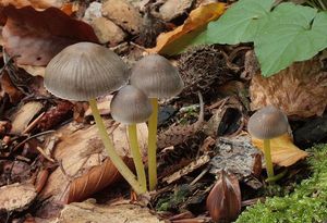 Klikni pro velký obrázek