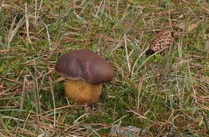 Klikni pro velký obrázek