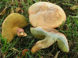 Klikni pro velký obrázek