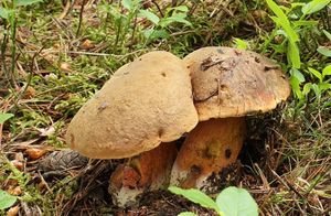 Klikni pro velký obrázek