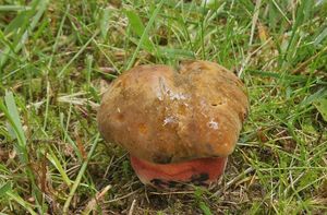 Klikni pro velký obrázek