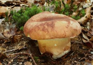 Klikni pro velký obrázek