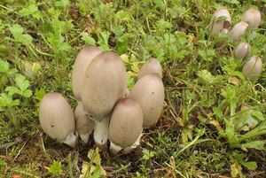 Hnojník hrotitý - Coprinopsis acuminata (Romagn.) Redhead, Vilgalys & Moncalvo 2001