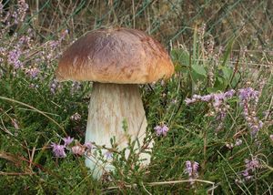 Hřib smrkový - Boletus edulis Bull. 1782
