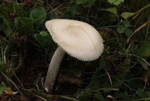 Muchomůrka pošvatá bílá - Amanita vaginata var. alba Gillet