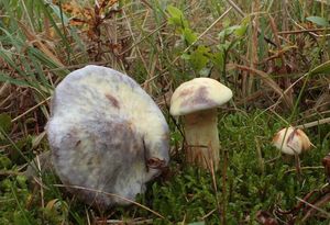 Klikni pro velký obrázek